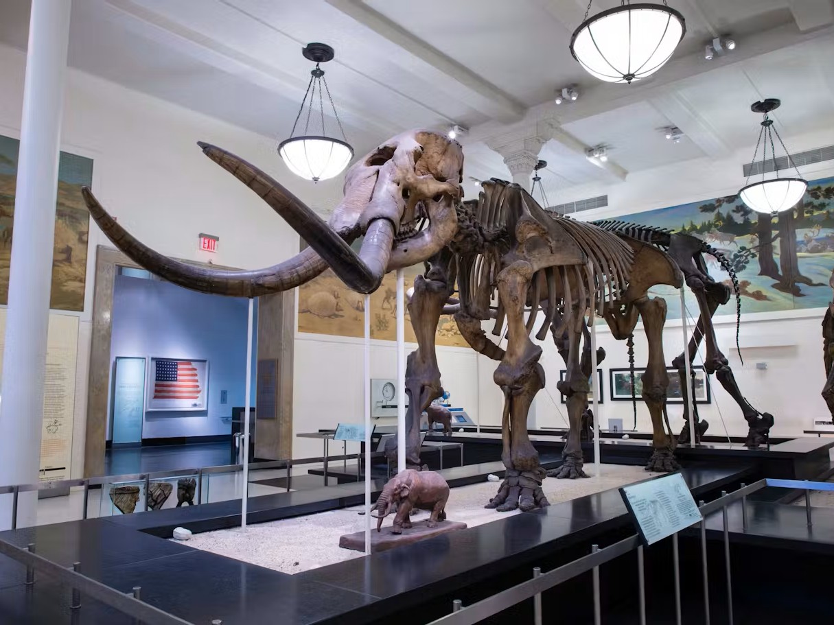 American Museum of Natural History (AMNH): Entry Ticket